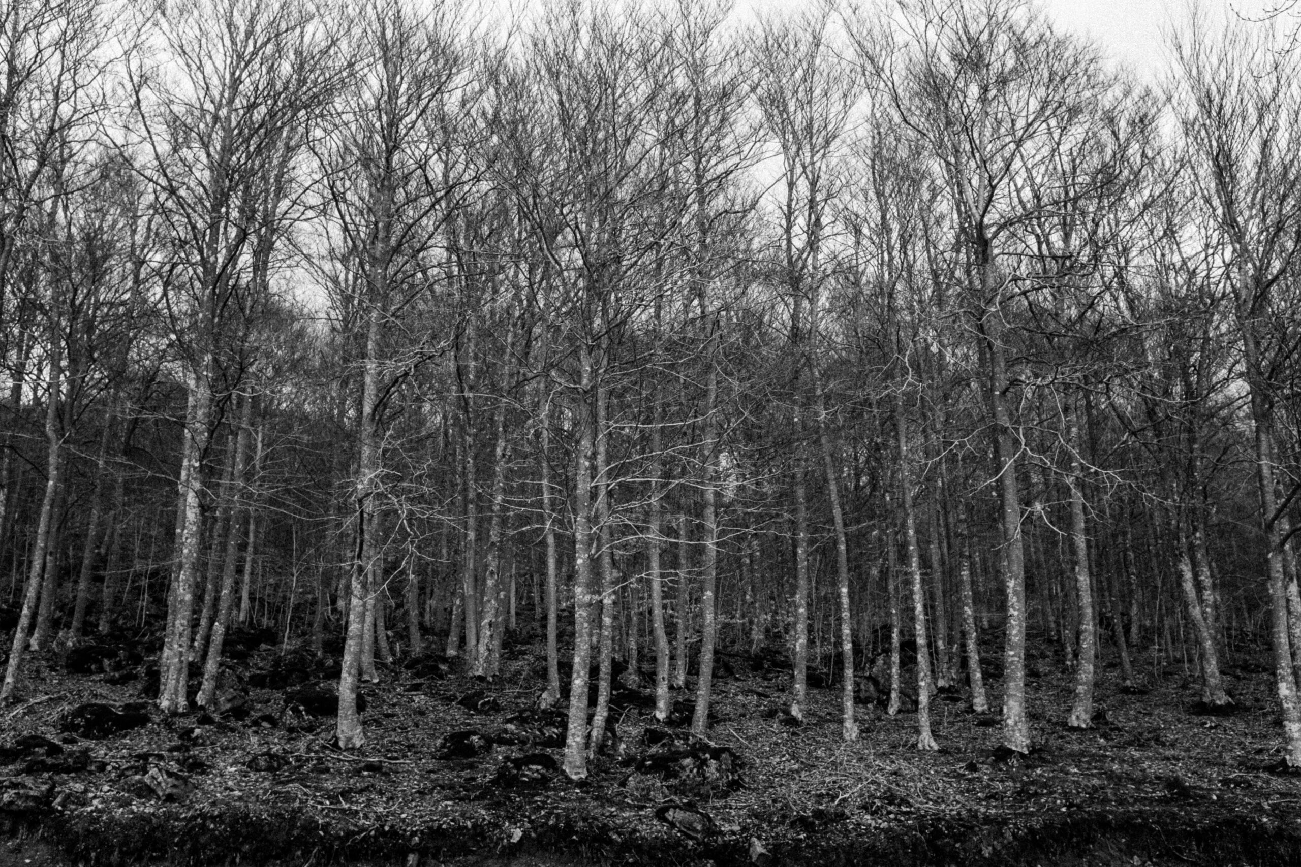 el gallinero by jorge güiro 