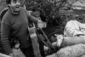 el gallinero by jorge güiro 11