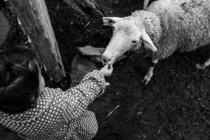 el gallinero by jorge güiro 12