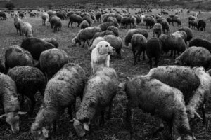 el gallinero by jorge güiro 17