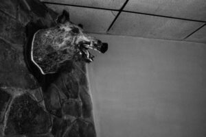 el gallinero by jorge güiro 6