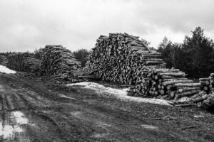 el gallinero by jorge güiro 8