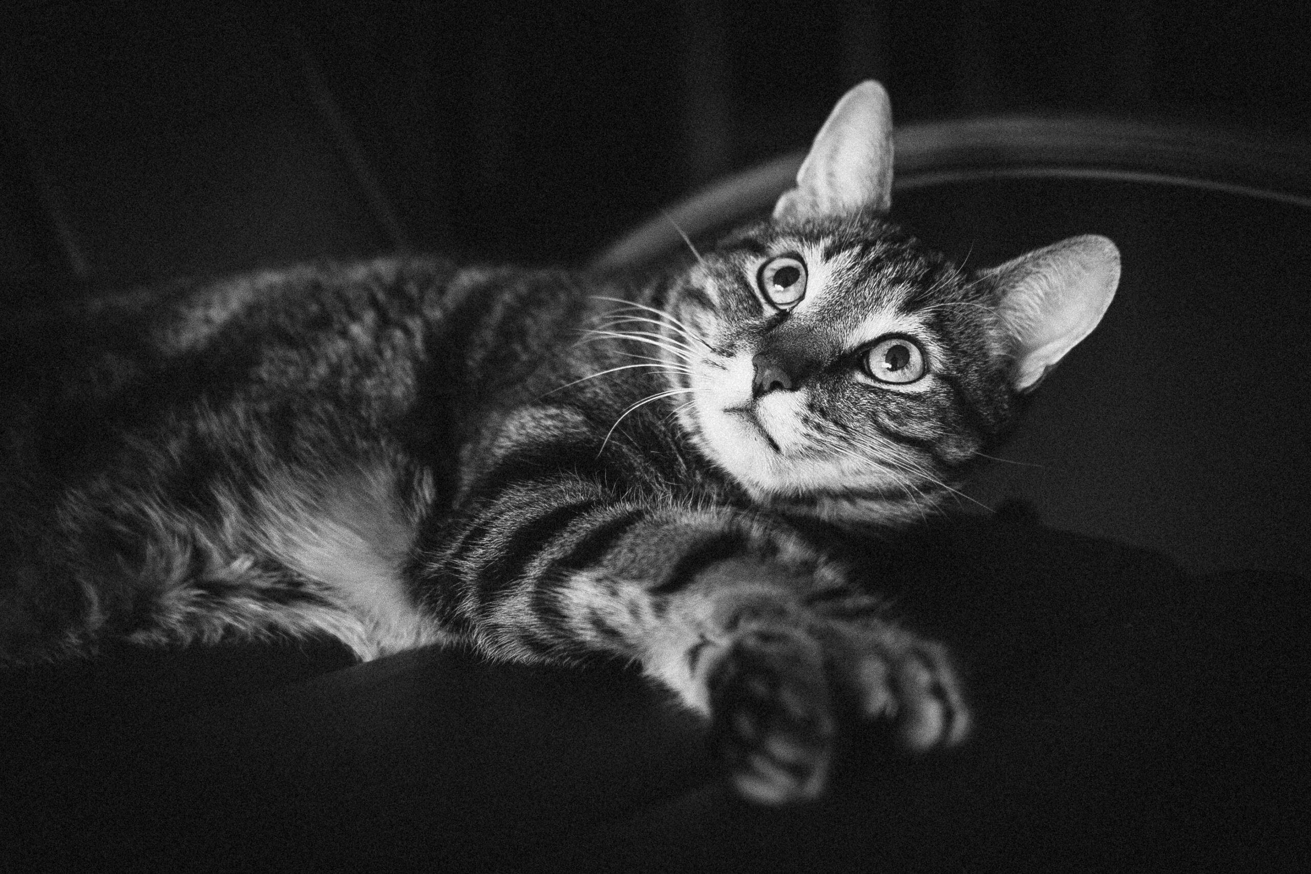 QD By Jorge Guiro 16 1 Scaled